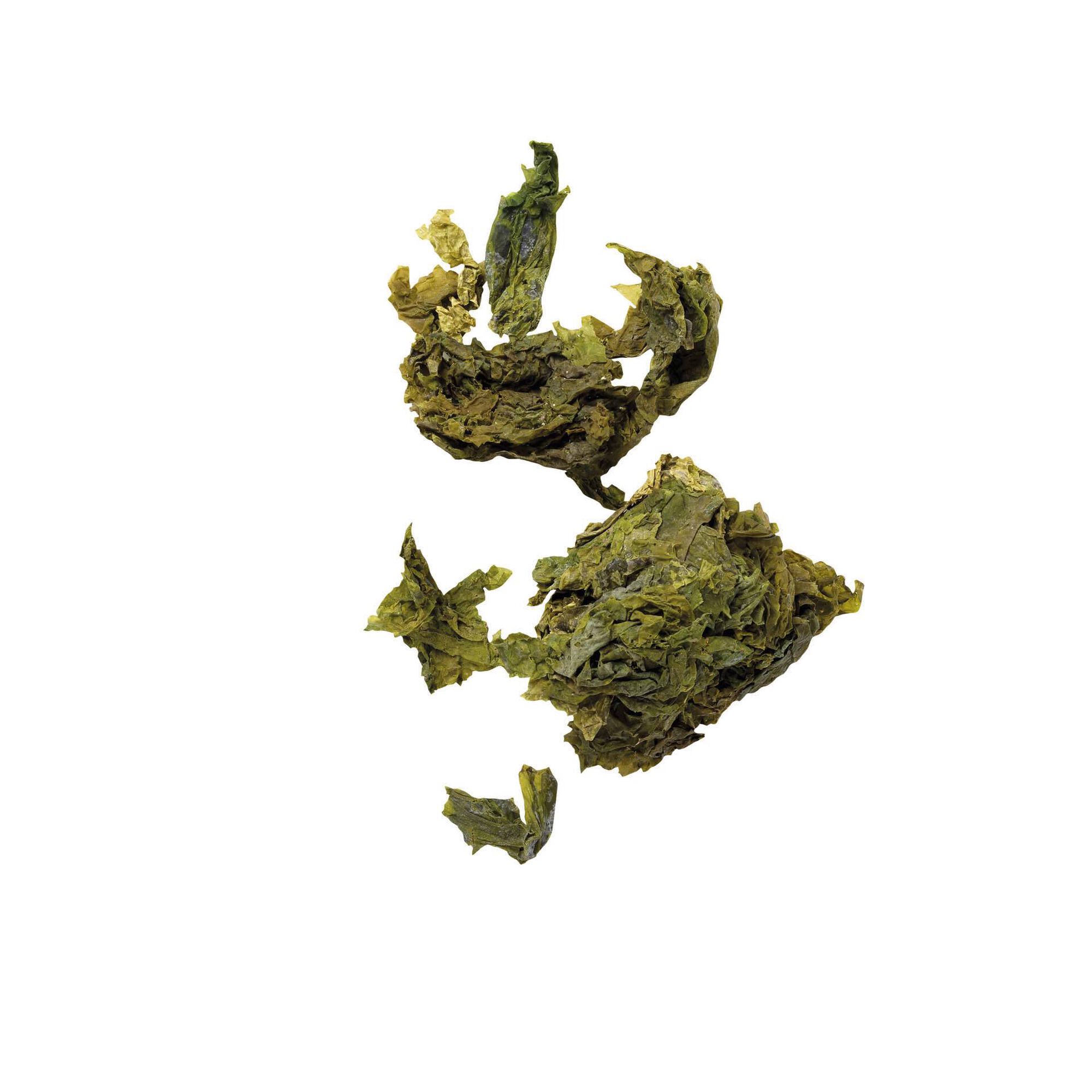 Algas Alface do Mar Biológicas