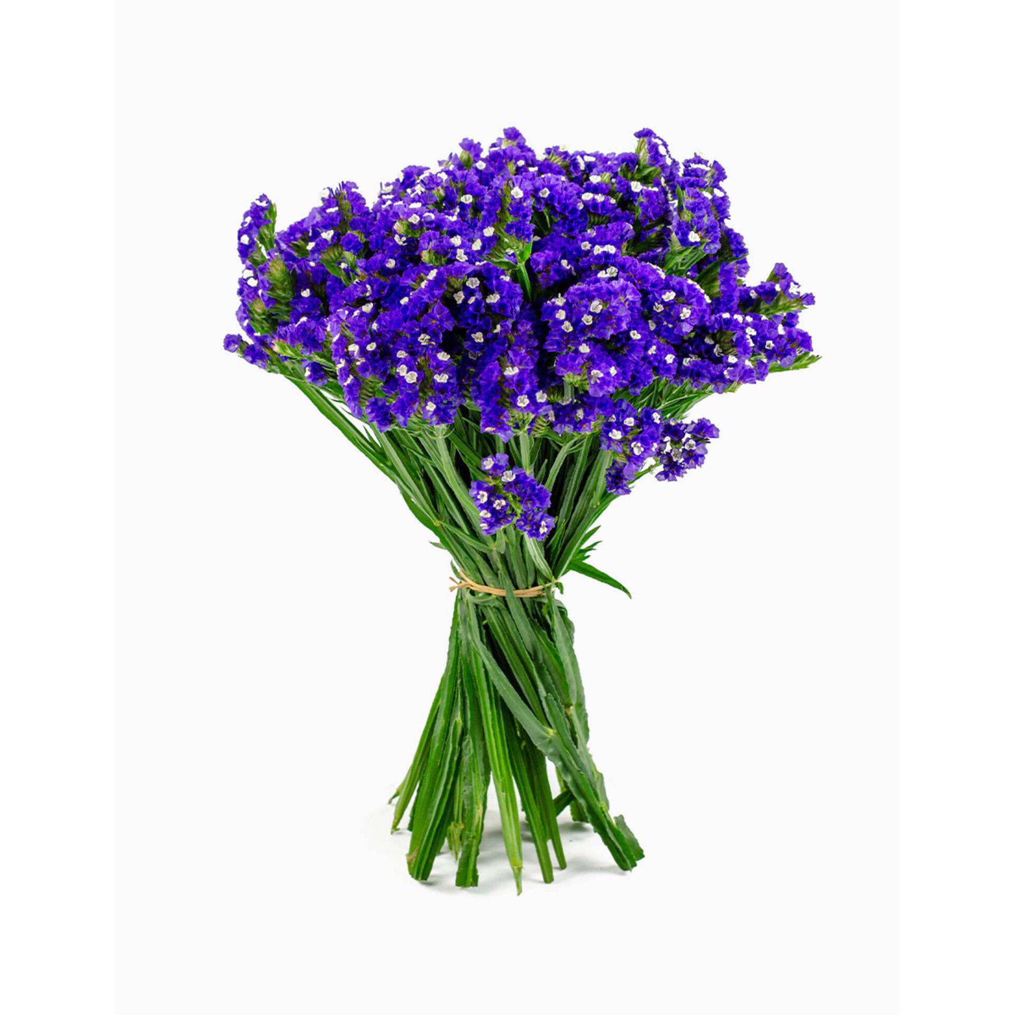 Molho de 12 Statices Roxo