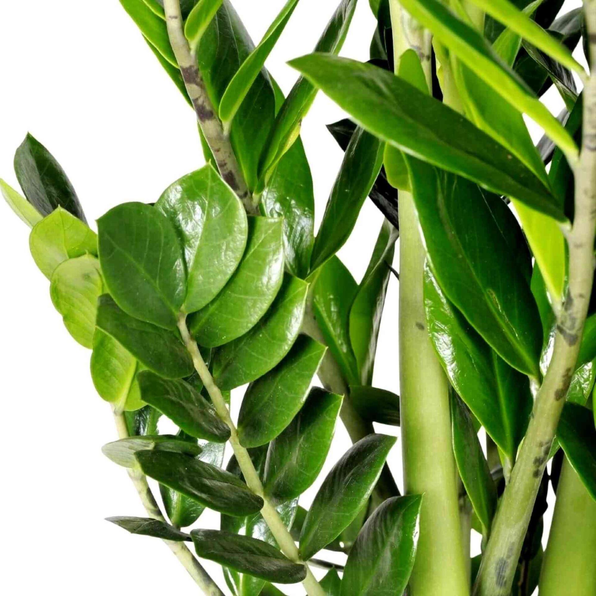 Planta Natural Zamioculcas Zamiifolia 60-70cm V17