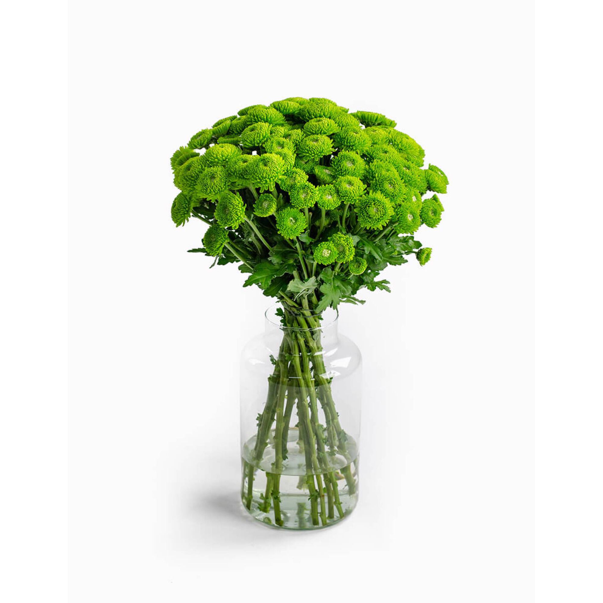 Molho de 10 Margaridas Verdes