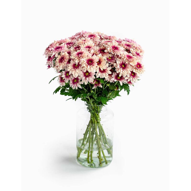 Molho de 10 Margaridas Rosa Flores no Cais