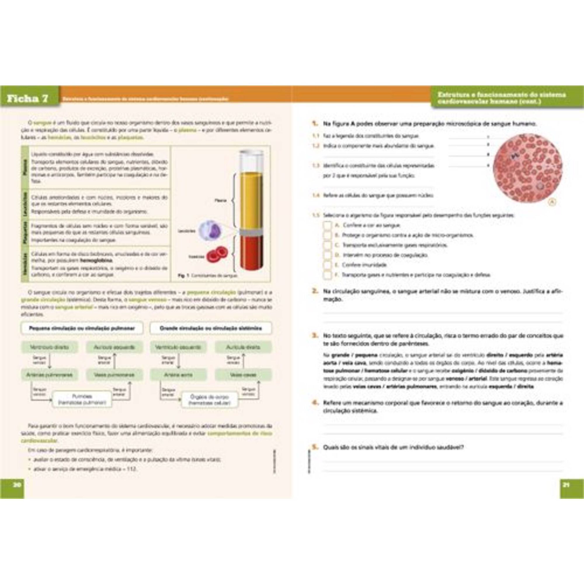 Sucesso escolar - Ciências Naturais - 6º Ano