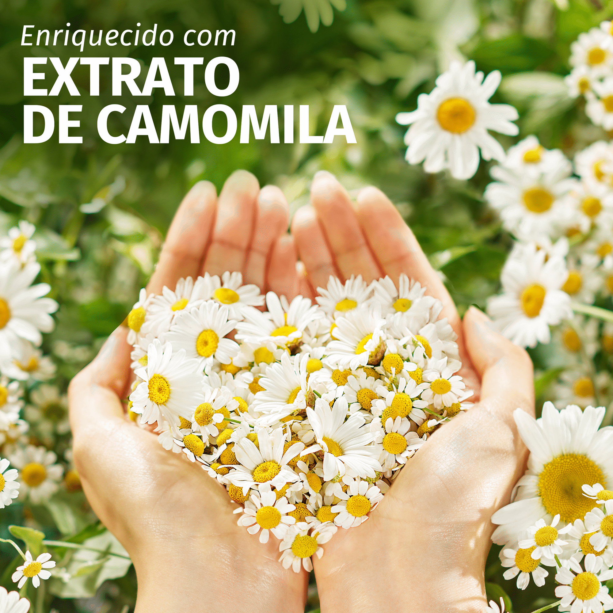 Champô Brilho Camomila