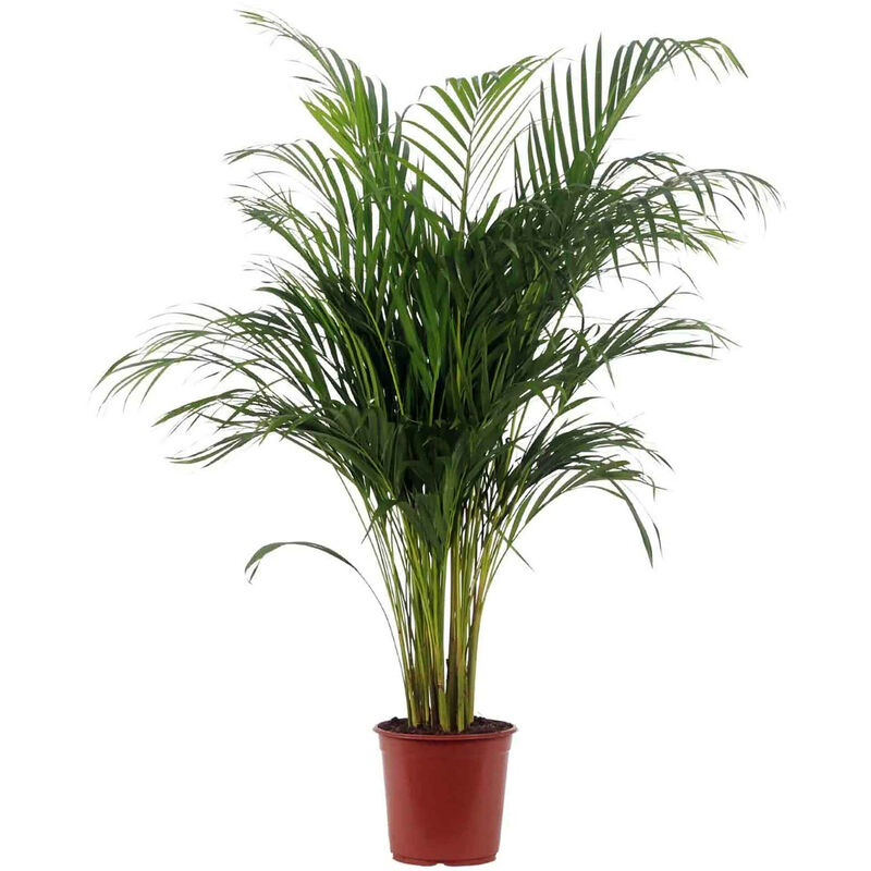 Planta Natural Palmeira Areca 130-140cm V24 Bioma