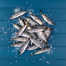 Carapau Pelim Fresco