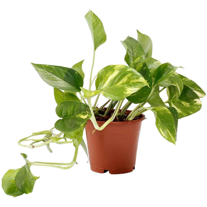 Planta Natural Scindapsus Aureum 10-20cm V12 Bioma