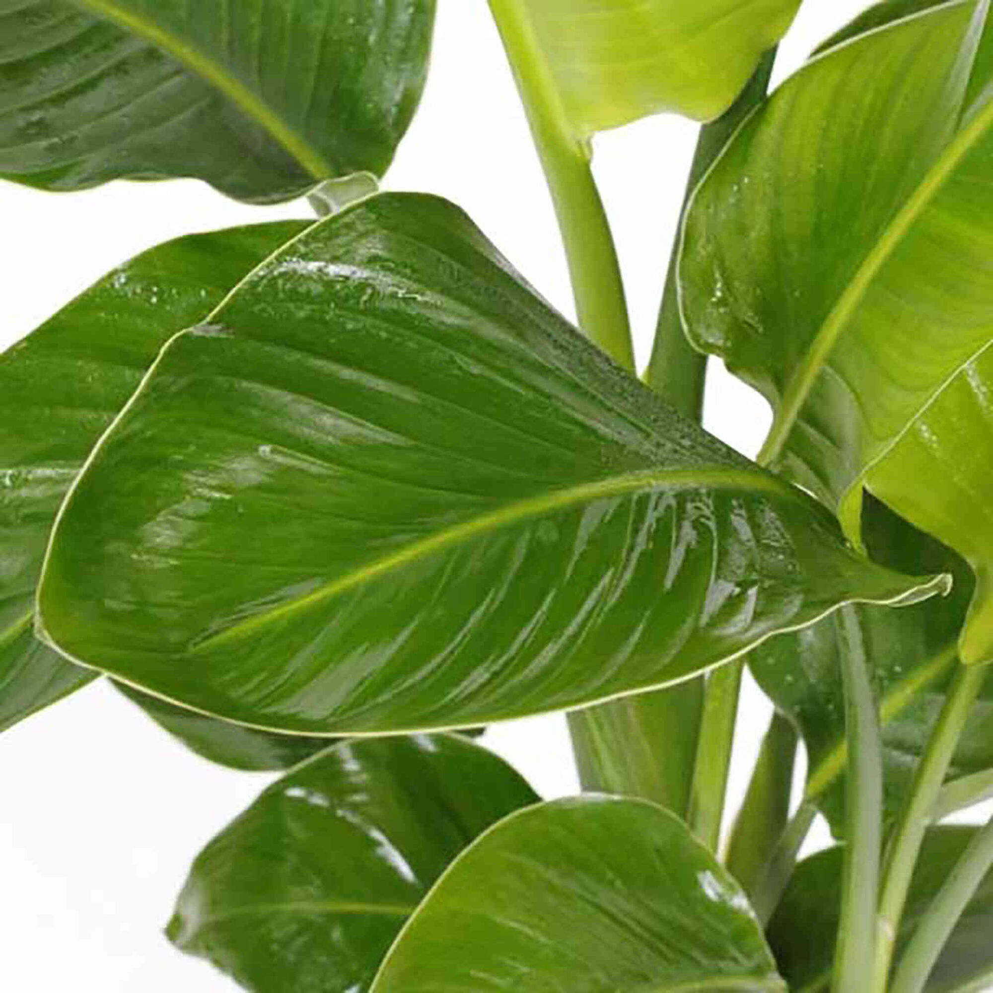 Planta Natural Strelitzia Nicolai 80-90cm V19 Planta Natural Strelitzia Nicolai 80-90cm V19