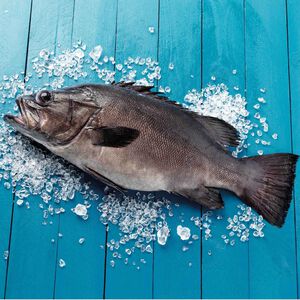 Cherne da Costa Fresco