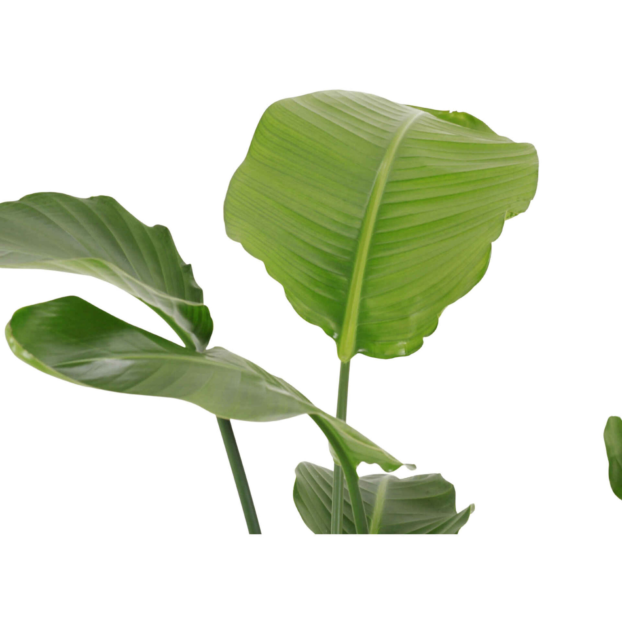 Planta Natural Strelitzia Nicolai 130-140cm V24 Planta Natural Strelitzia Nicolai 130-140cm V24