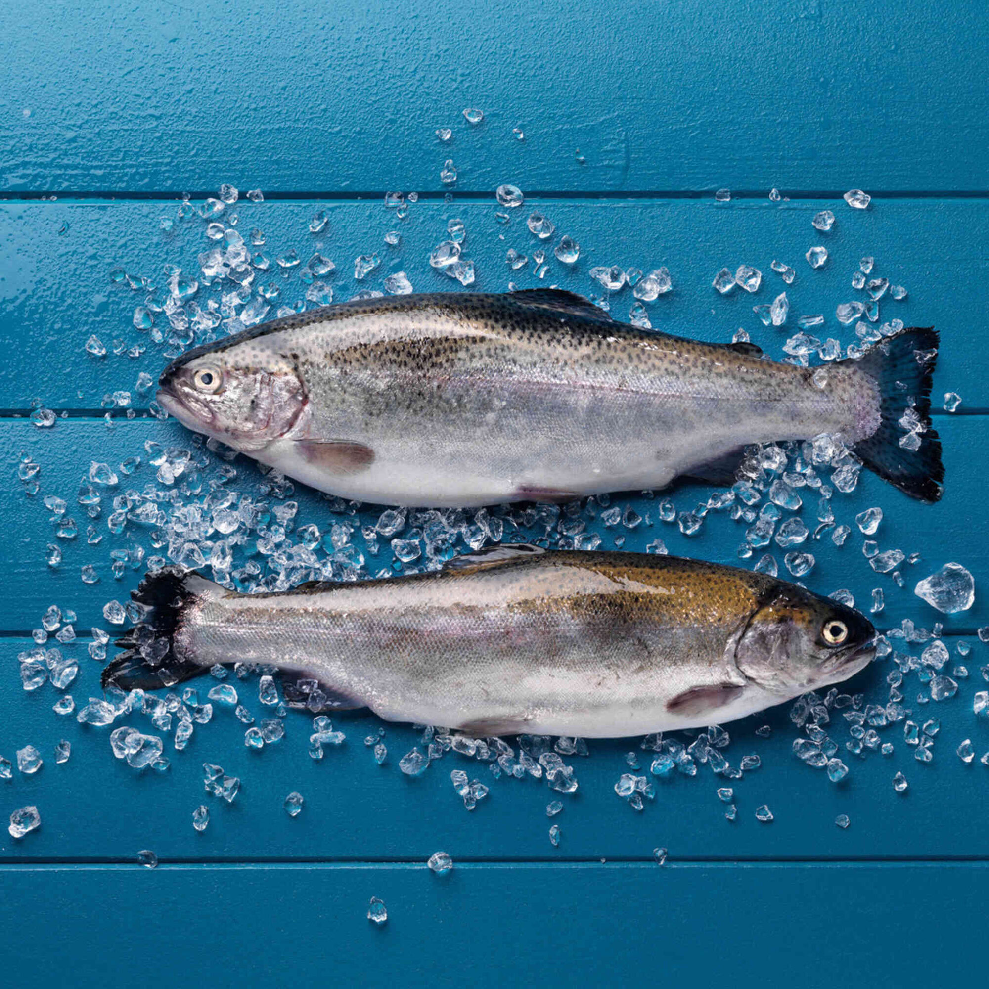 Truta Salmonada Grande Fresca