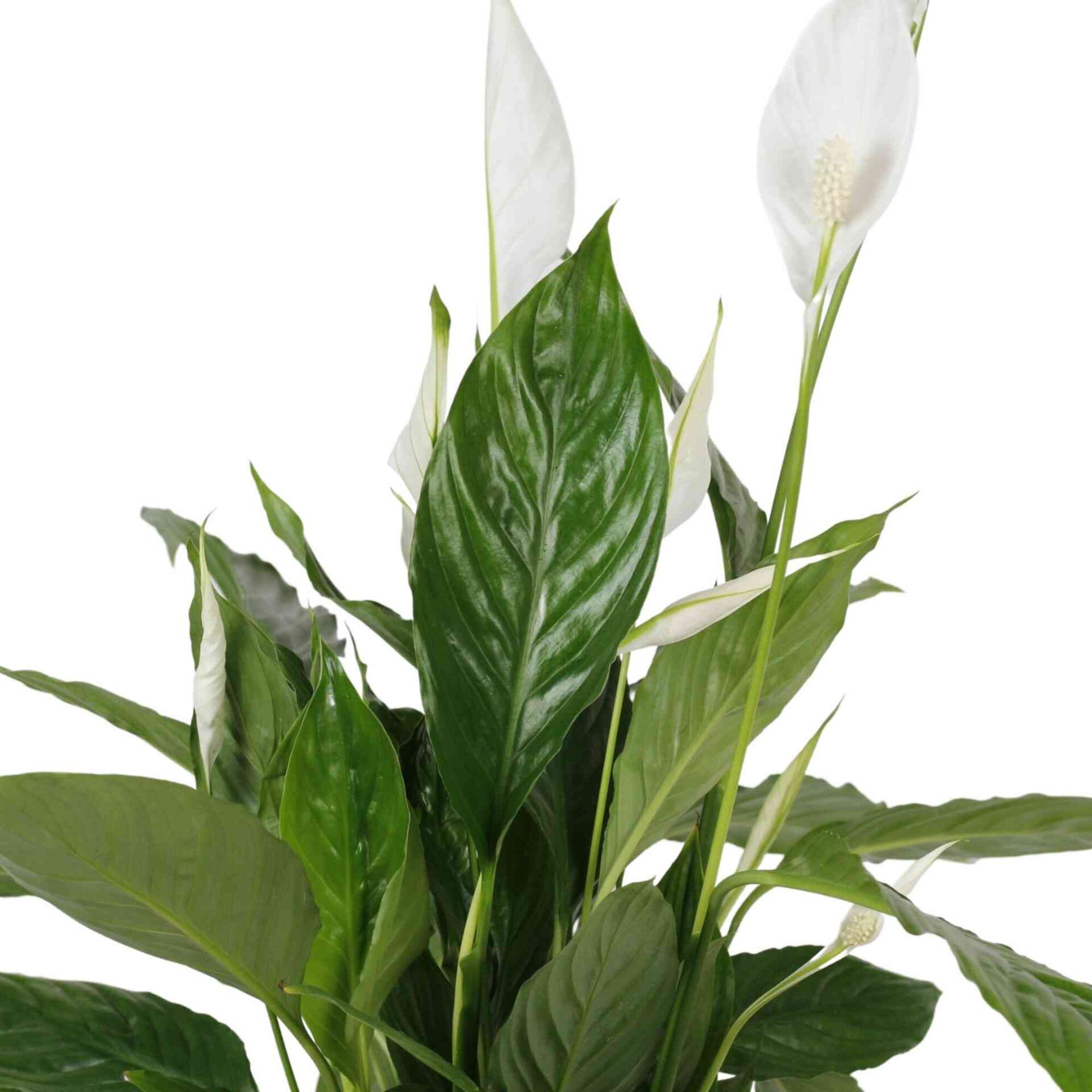 Planta Natural Lírio da Paz 60-70cm V17