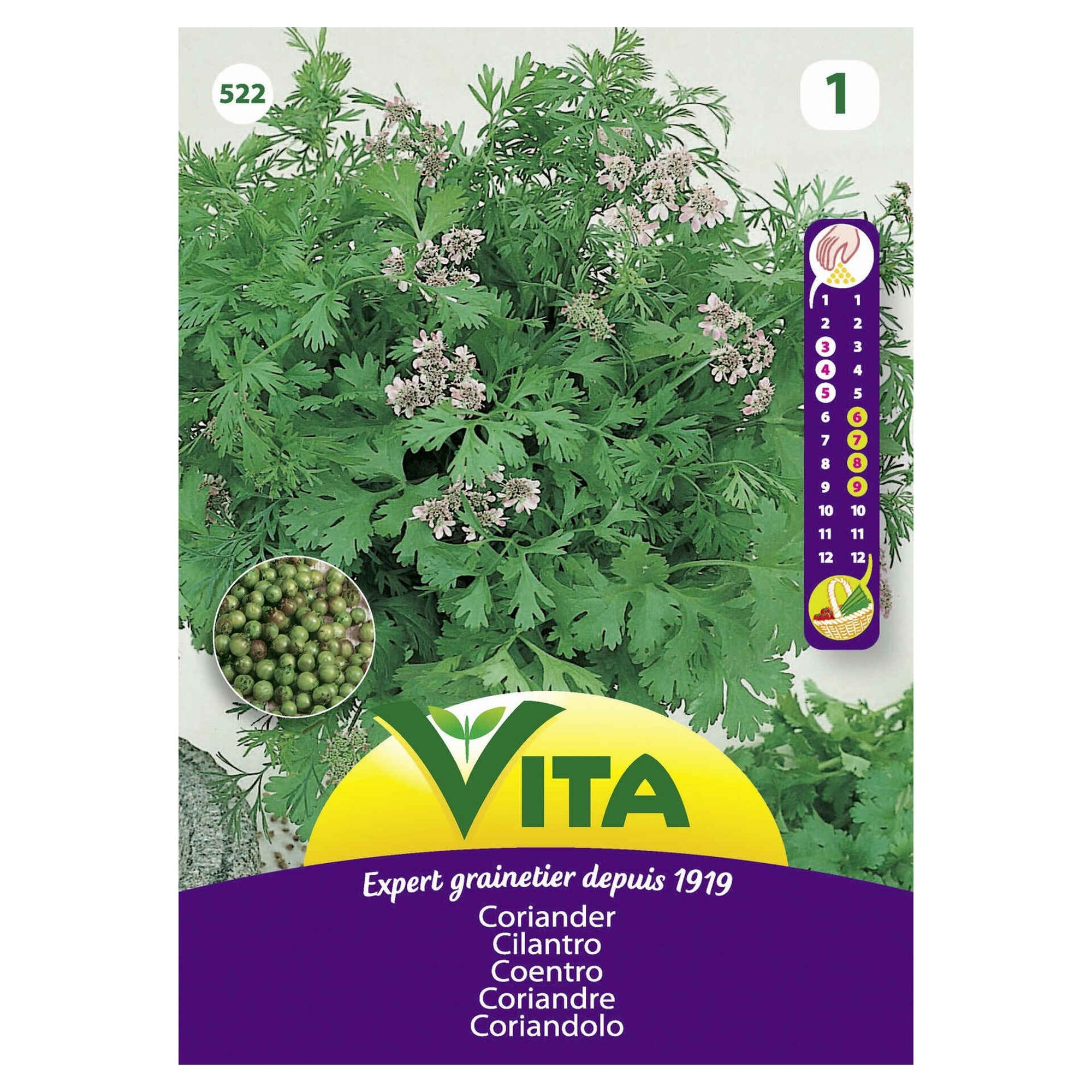 Sementes Aromáticas Coentros