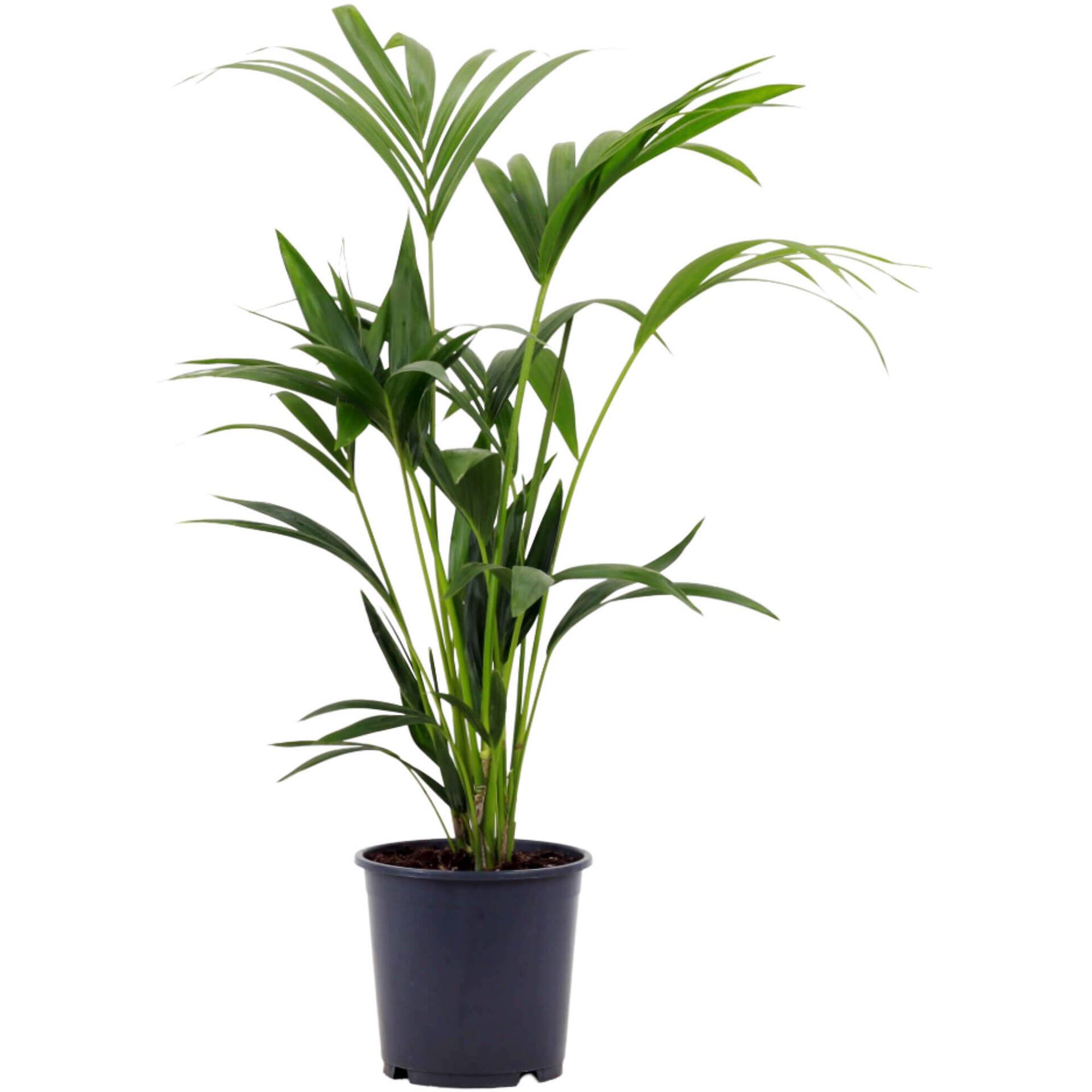 Planta Natural Palmeira Kentia 80-90cm V19