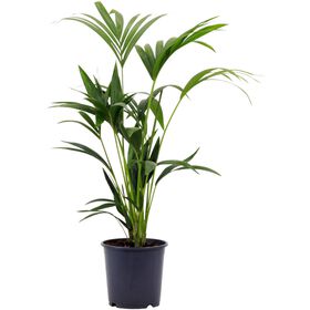 Planta Natural Palmeira Kentia 80-90cm V19