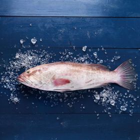 Garoupa Legítima Grande Fresca