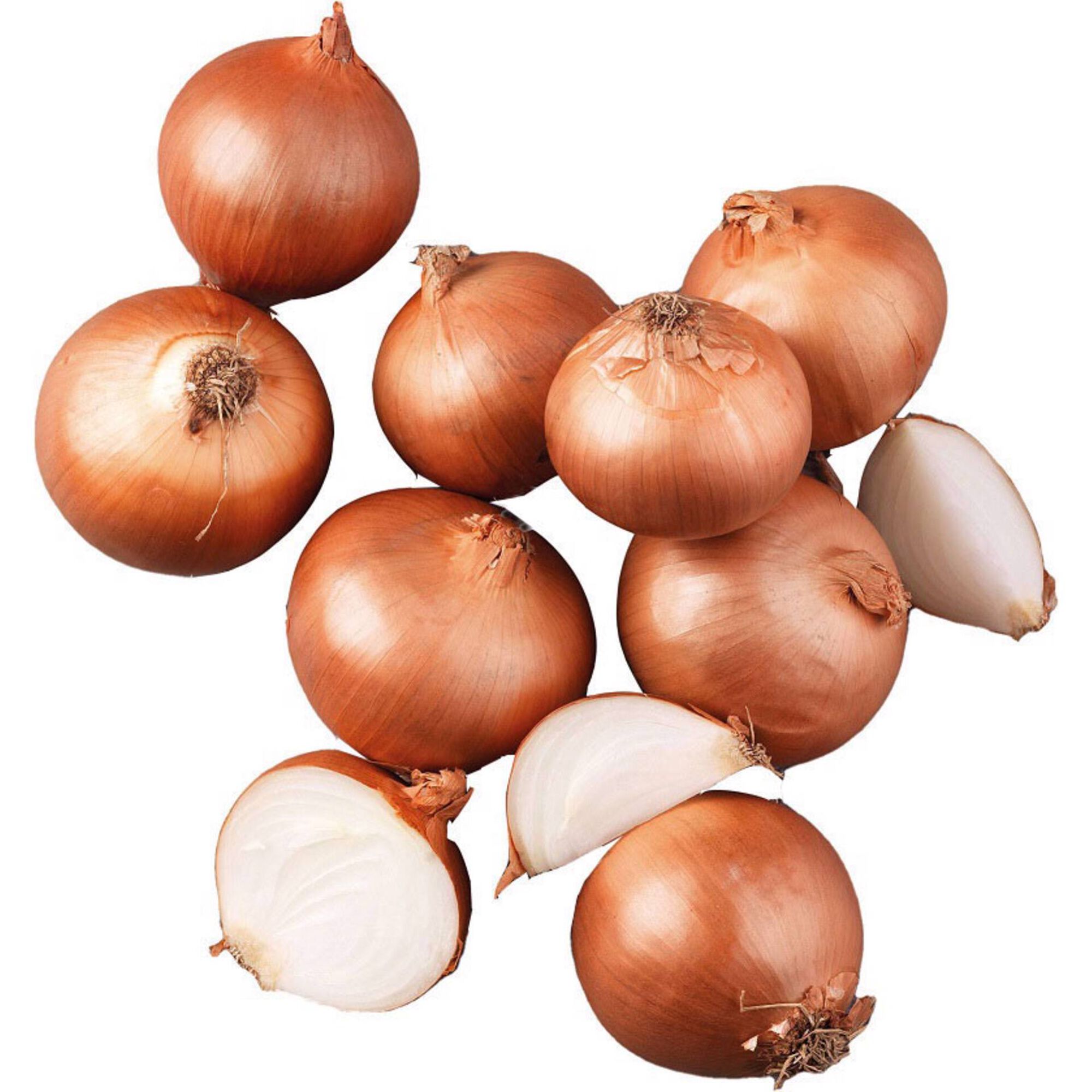 Cebola