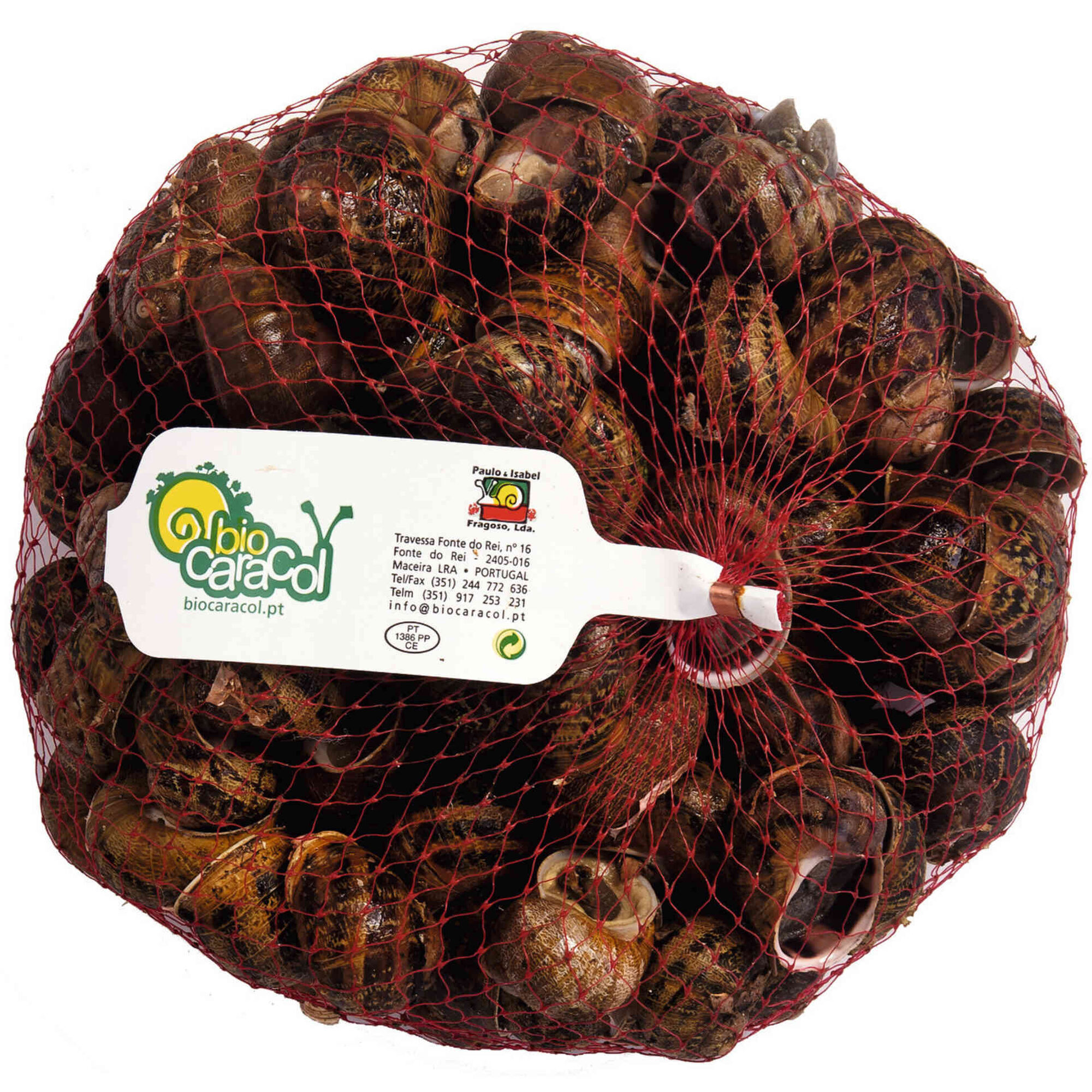 Caracoleta Grande Fresca