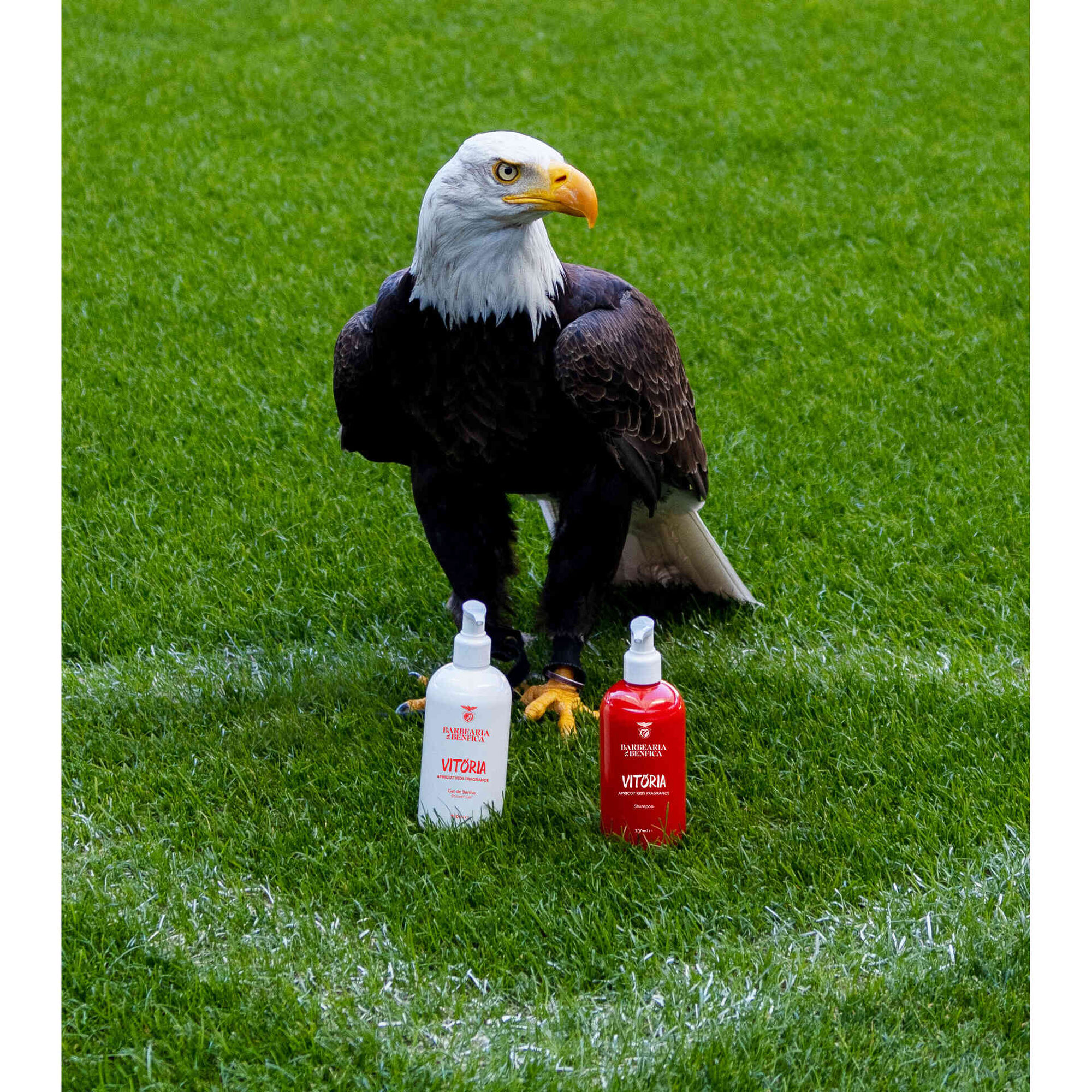 Coffret Vitória SLB
