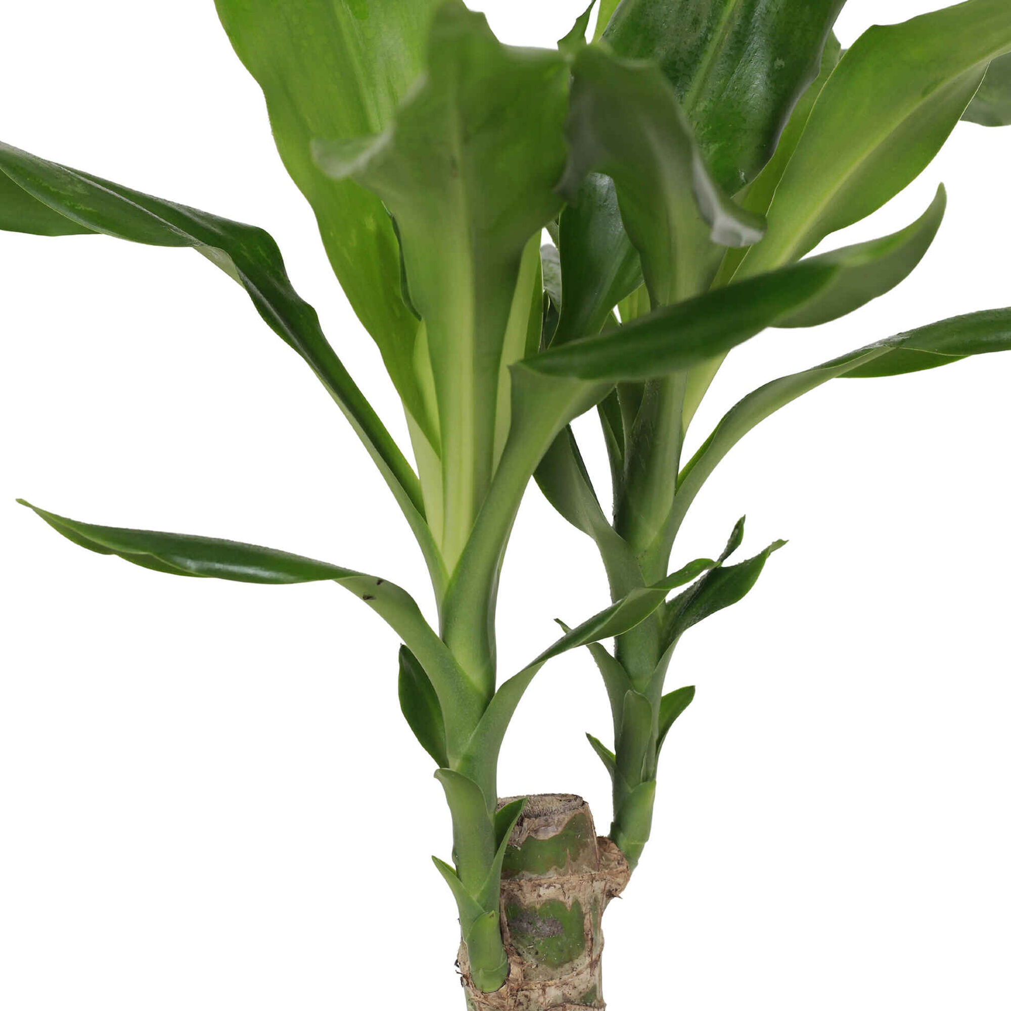 Planta Natural Dracaena fragans steudneri 30-40cm V12