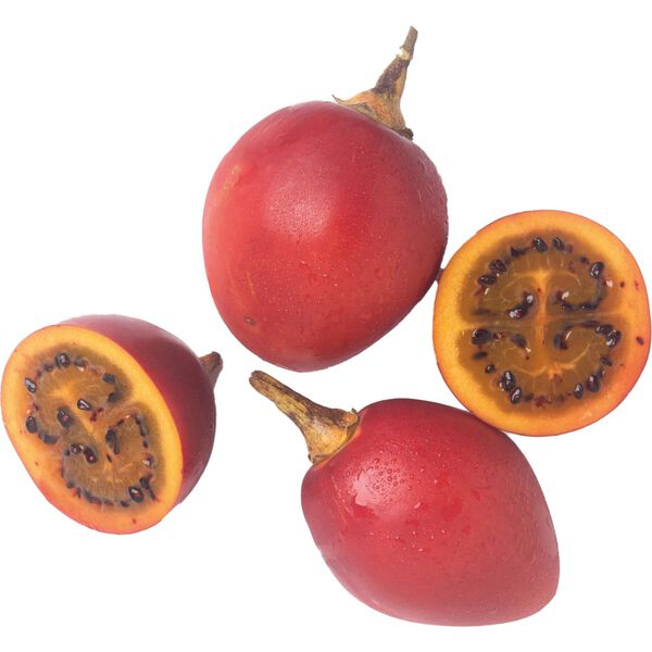 Tamarilho Continente