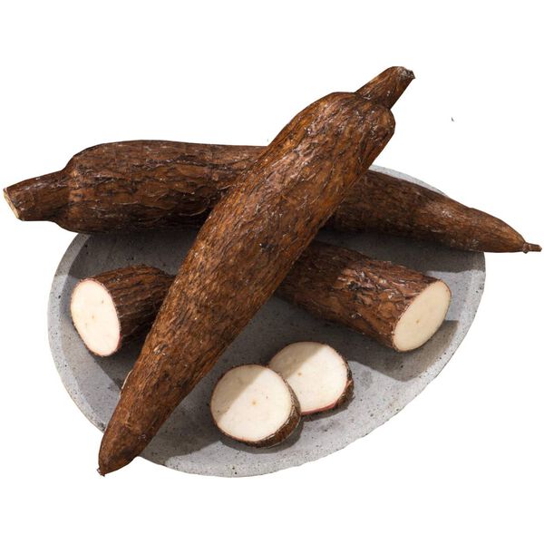 Mandioca Continente
