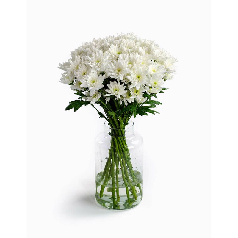 Molho de 10 Margaridas Brancas Flores no Cais