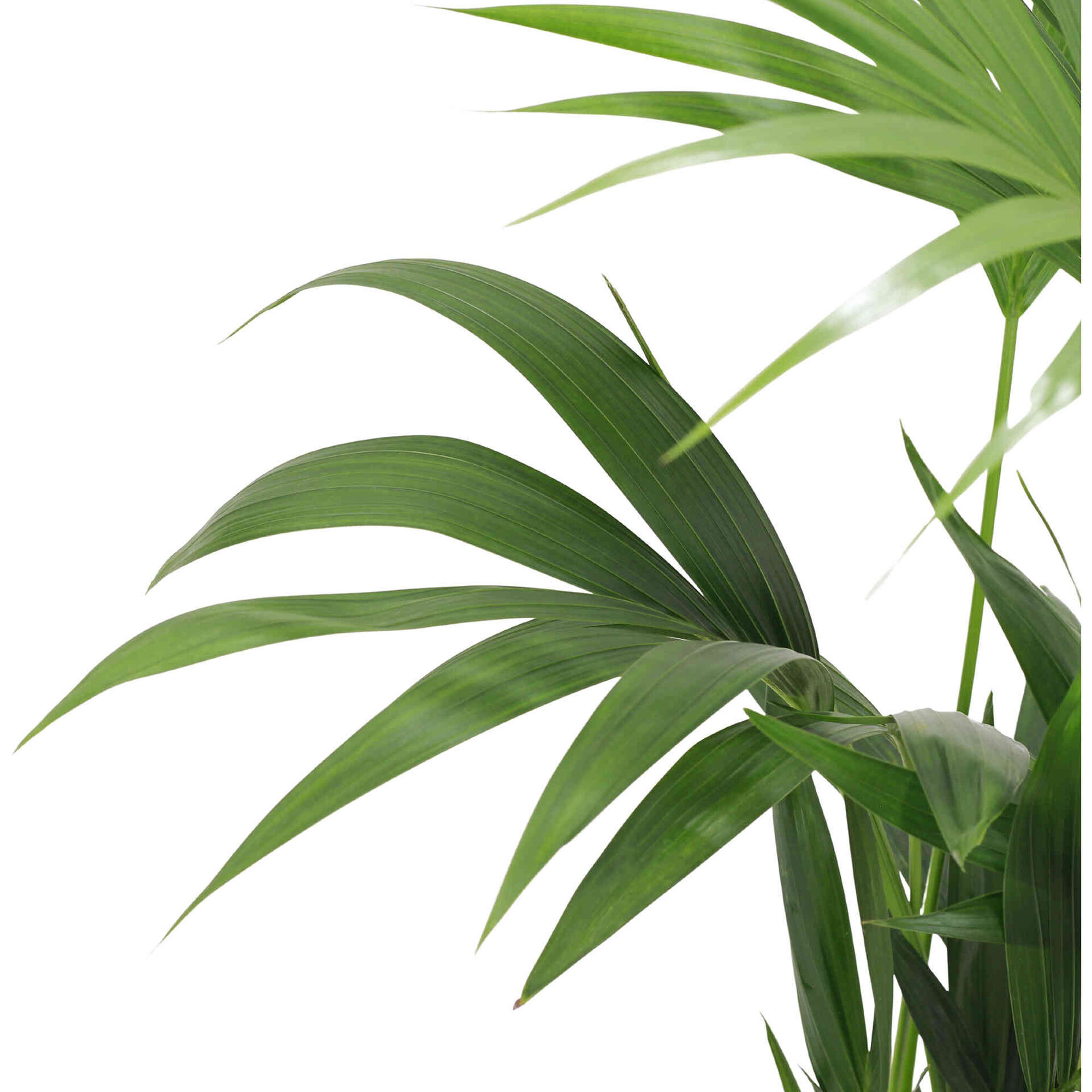 Planta Natural Palmeira Kentia 80-90cm V19