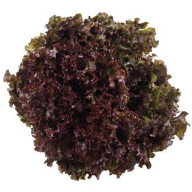 Alface Roxa