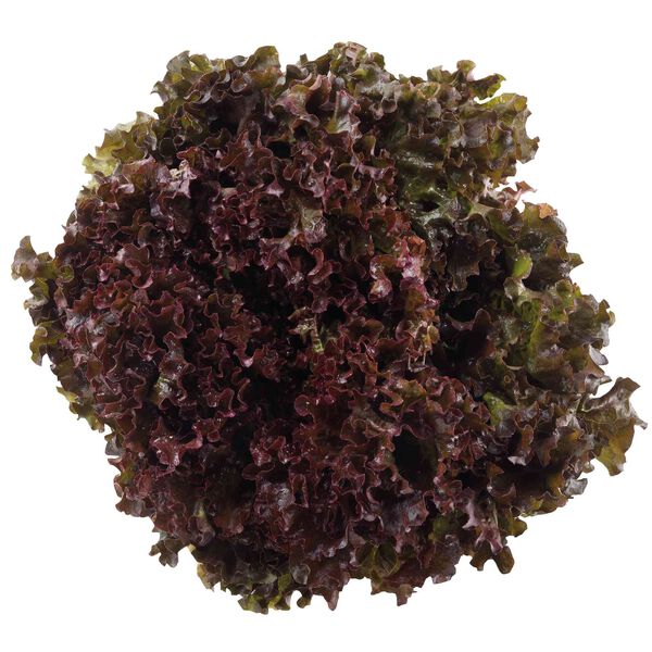 Alface Roxa Continente