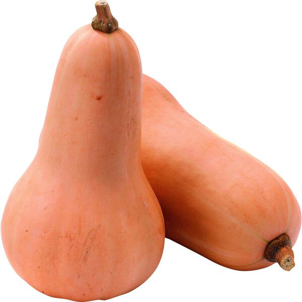Abóbora Butternut Continente