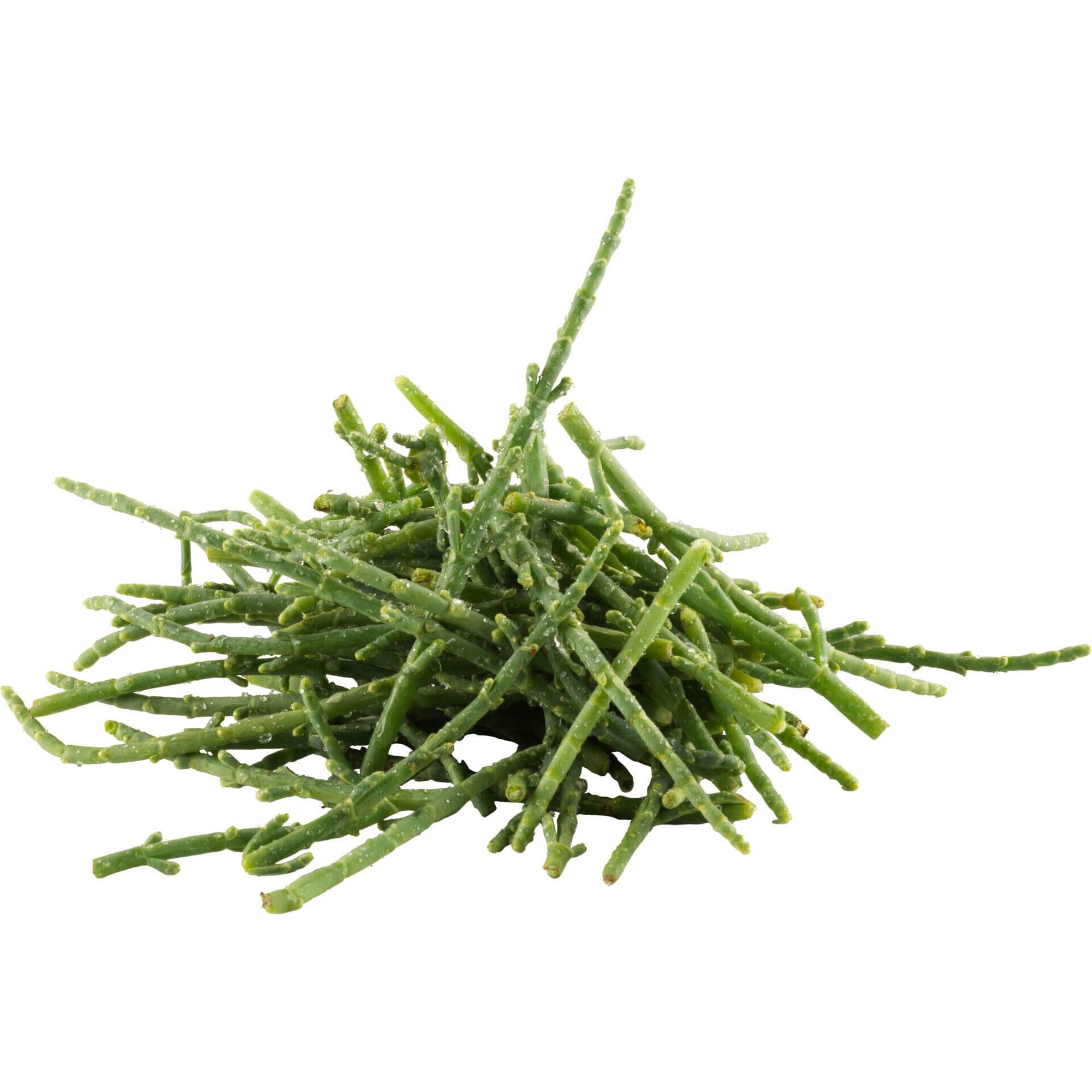 Salicórnia Biológica