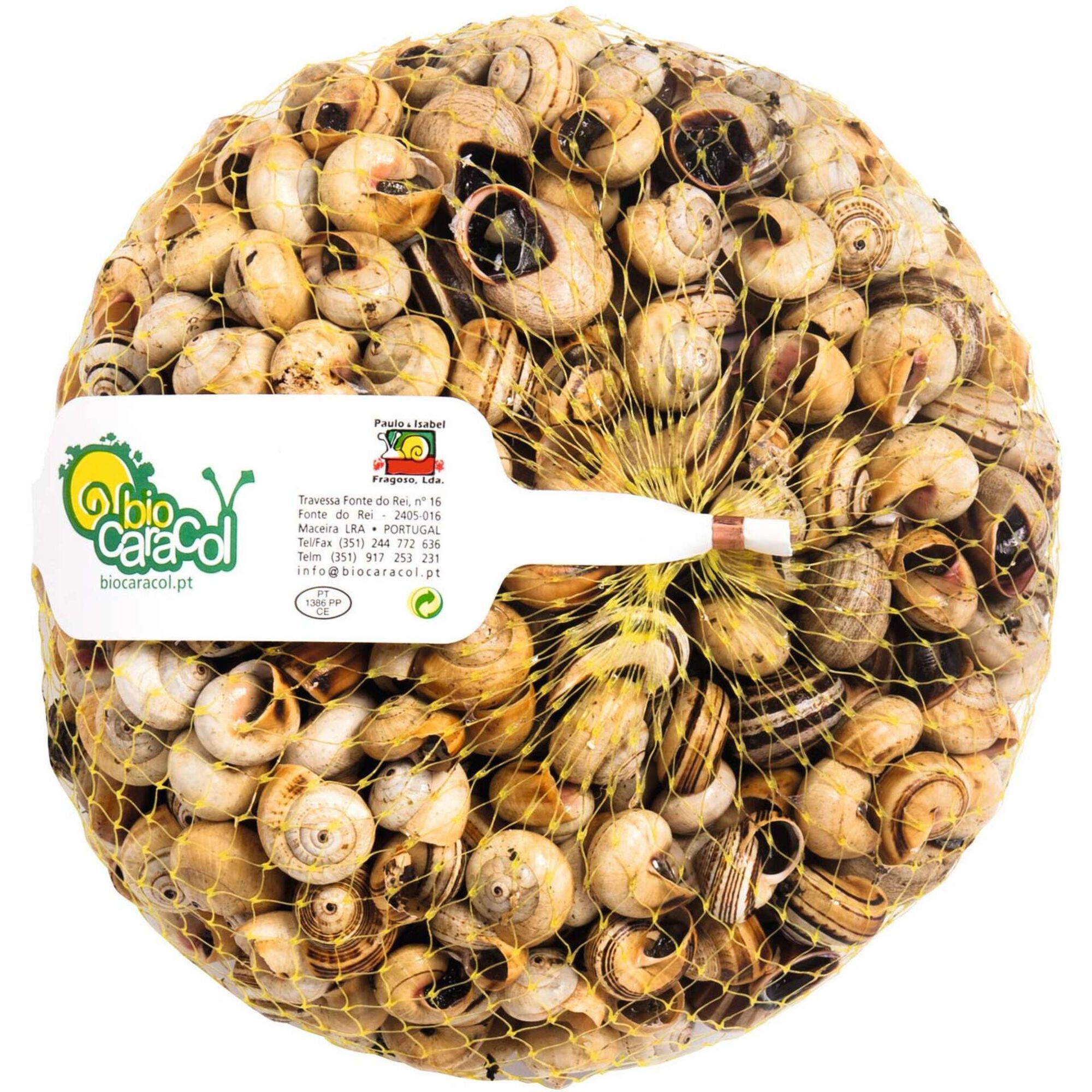 Caracol Branco Fresco
