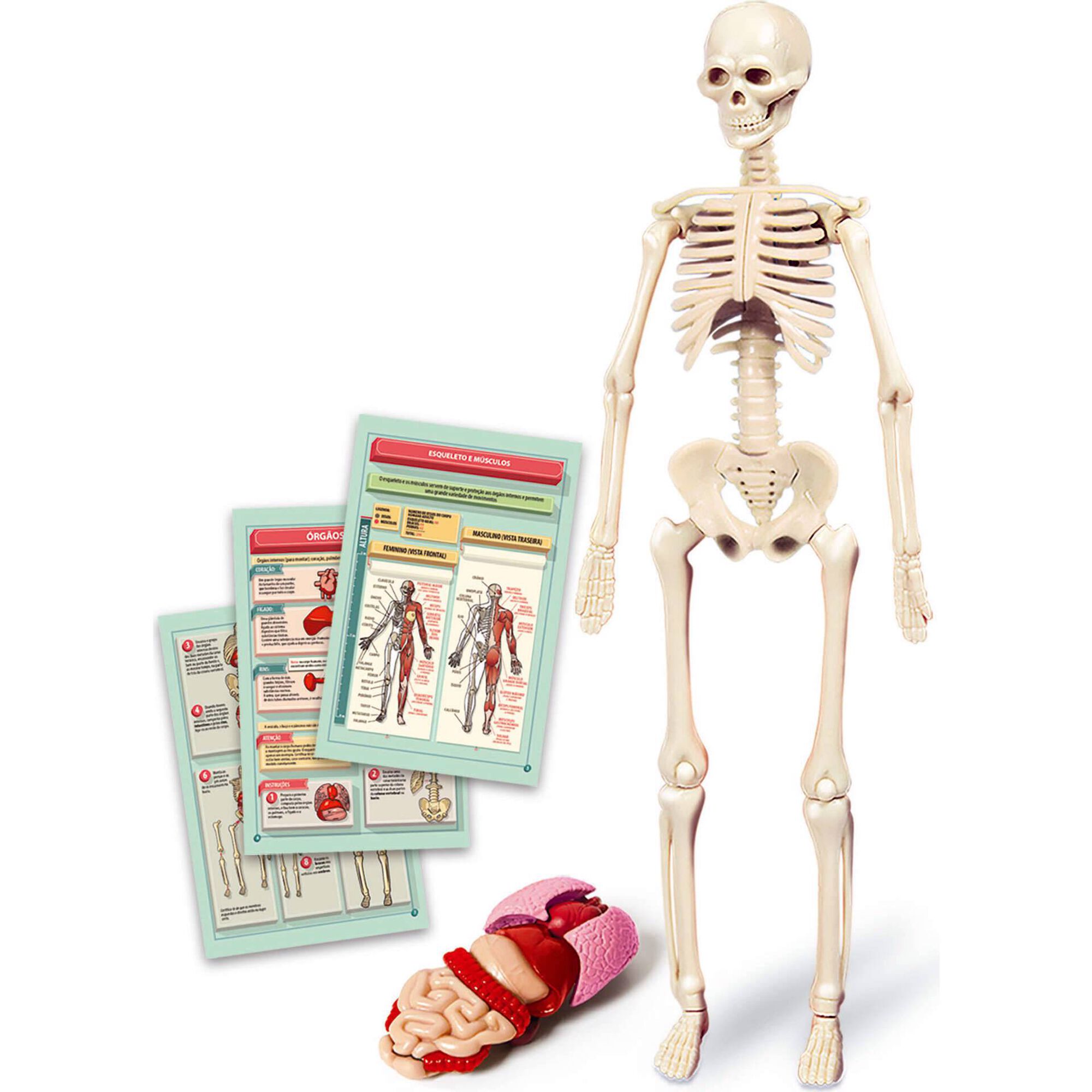 Clementoni - Kit Ci&ecirc;ncia & Jogo Corpo Humano