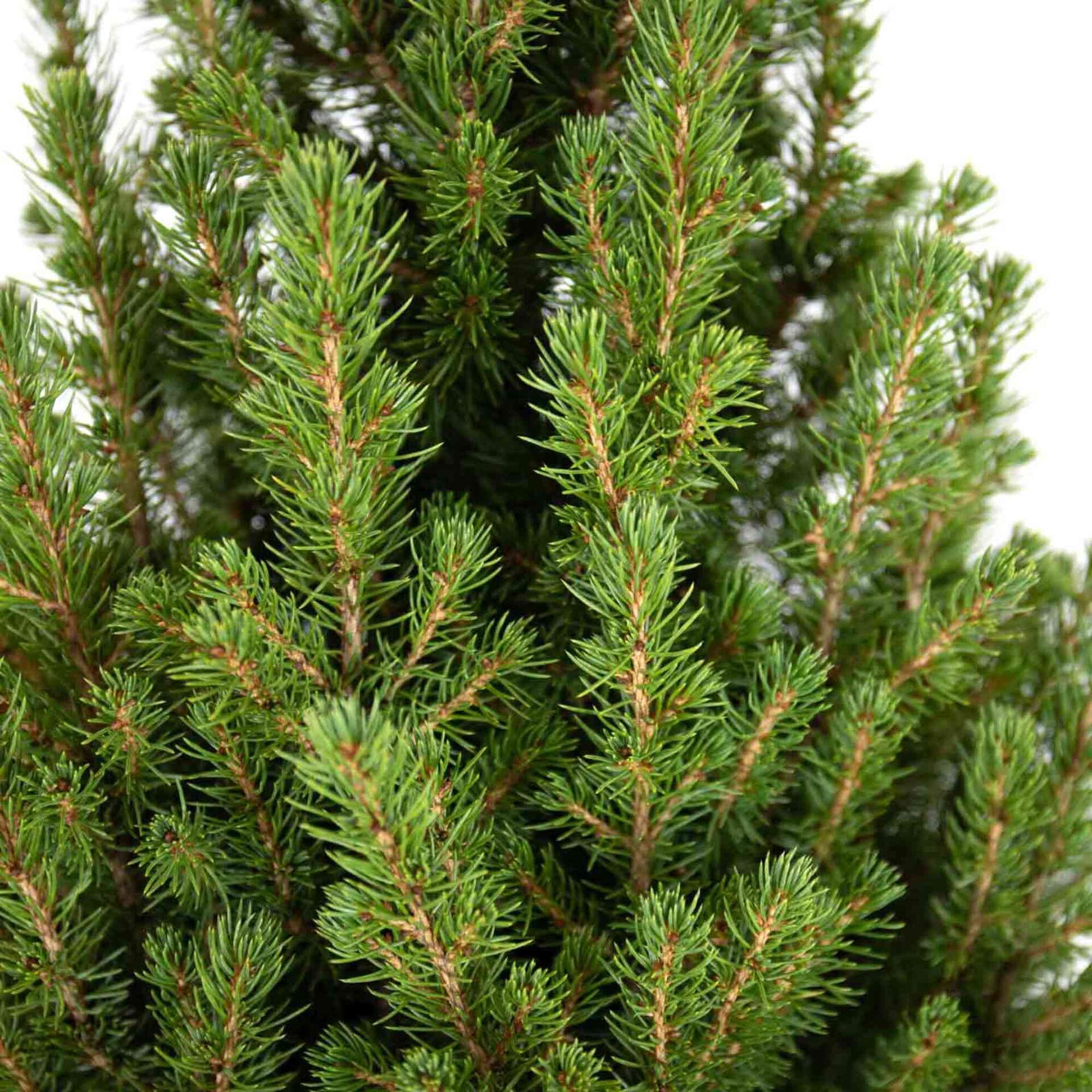 Árvore de Natal Natural 120-130cm V30