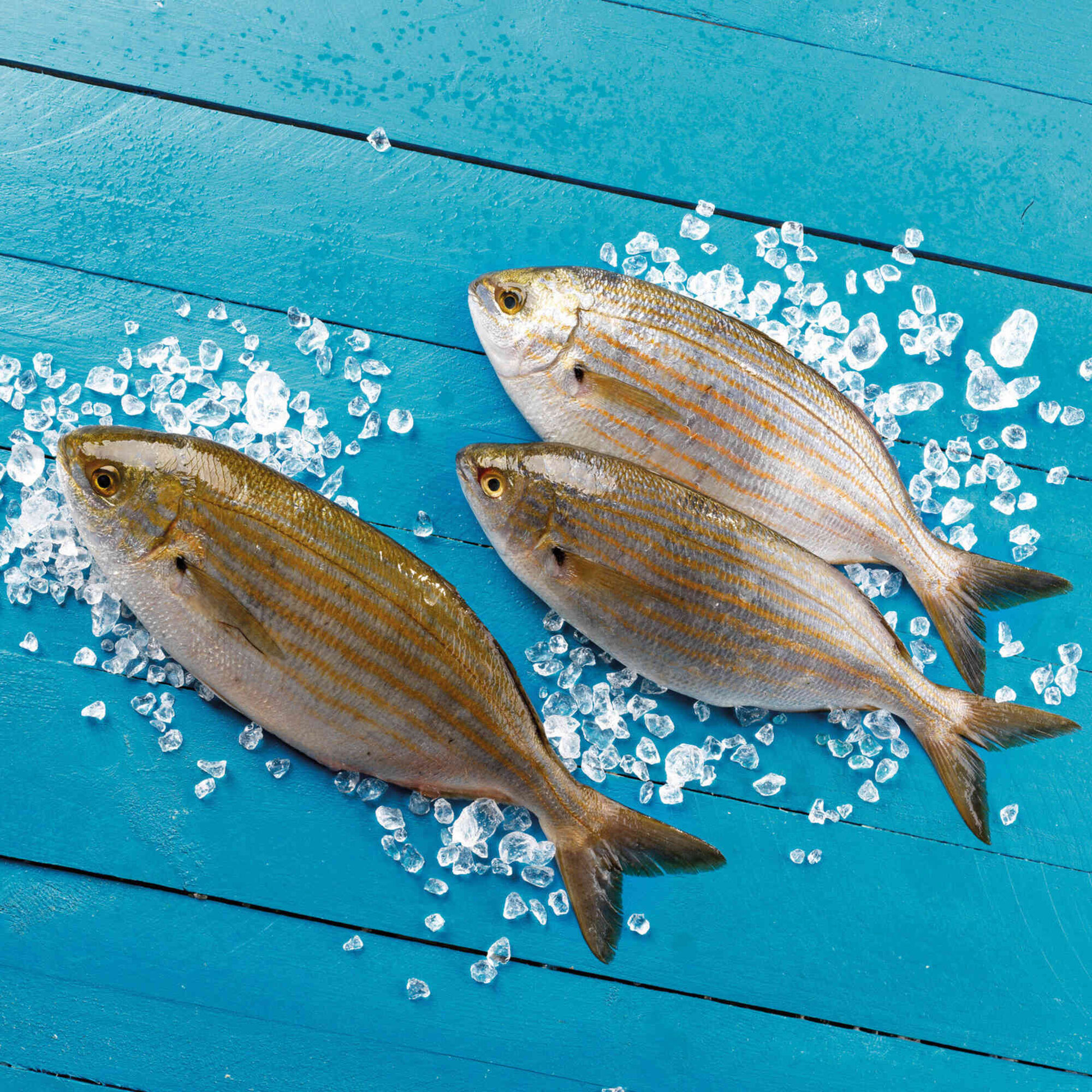 Salema Fresca