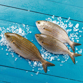Salema Fresca