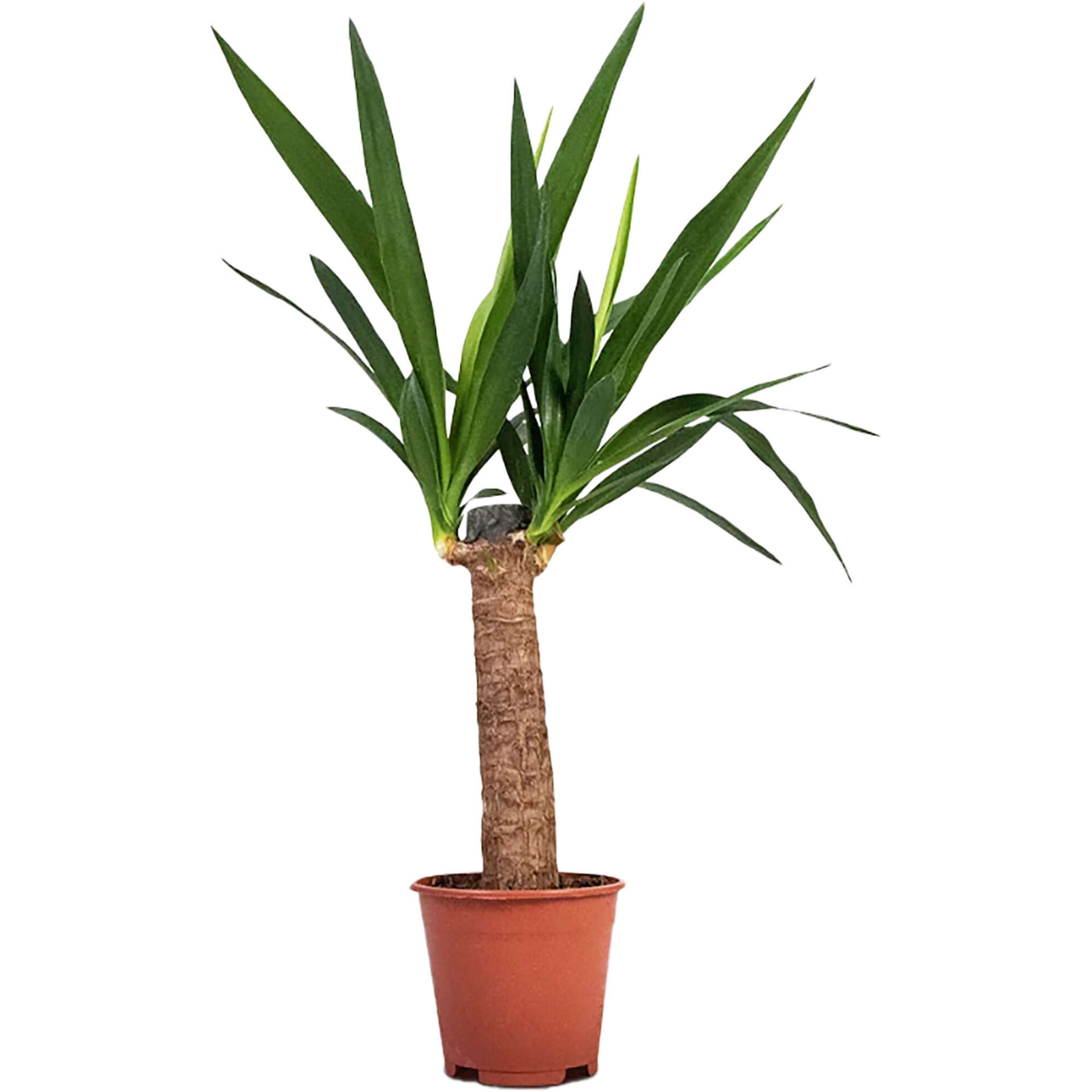 Planta Natural Yucca elephantipes 40-50cm  V14