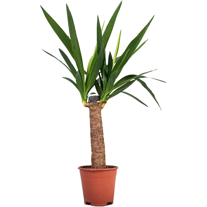 Planta Natural Yucca elephantipes 40-50cm V14 Bioma