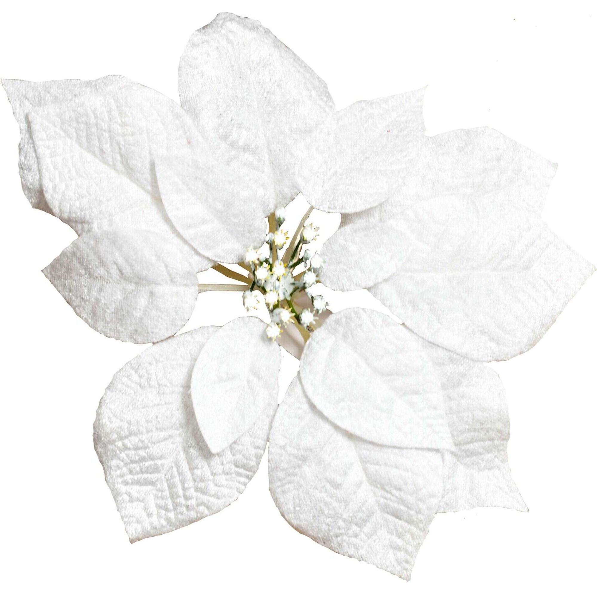 Poinsétias Vermelha Branca