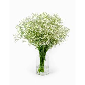 Molho de 10 Gypsophila Brancos