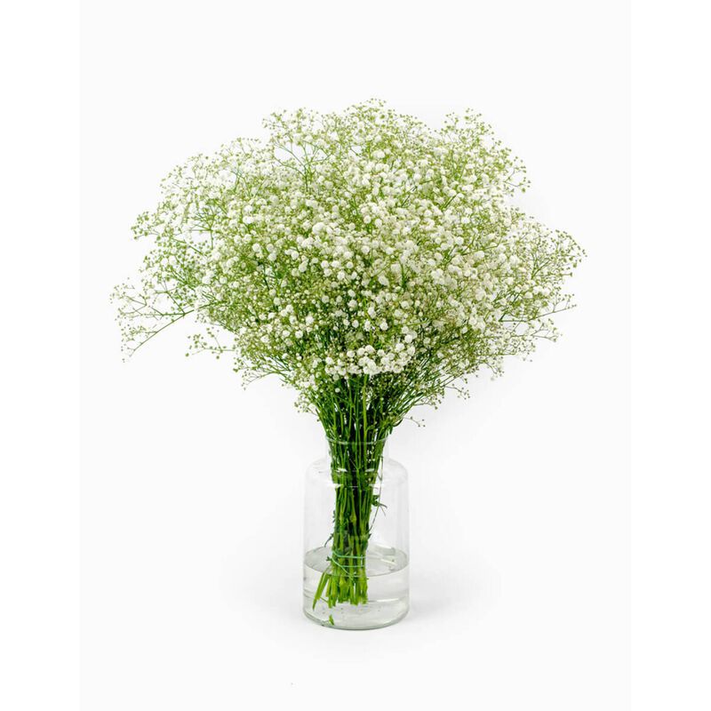 Molho de 10 Gypsophila Brancos Flores no Cais