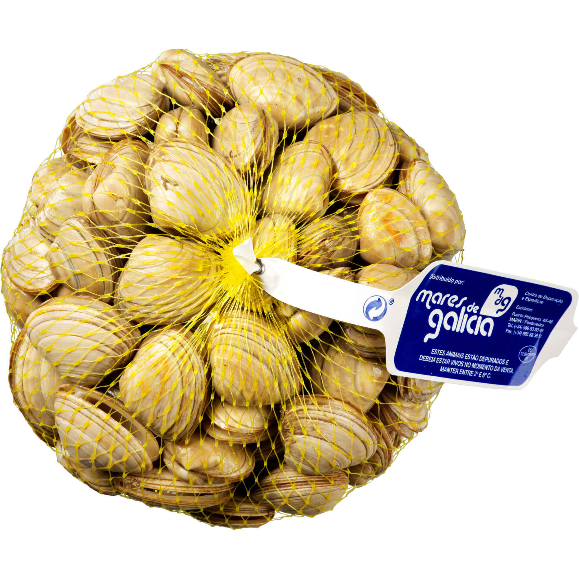 Amêijoa Branca Grande Fresca