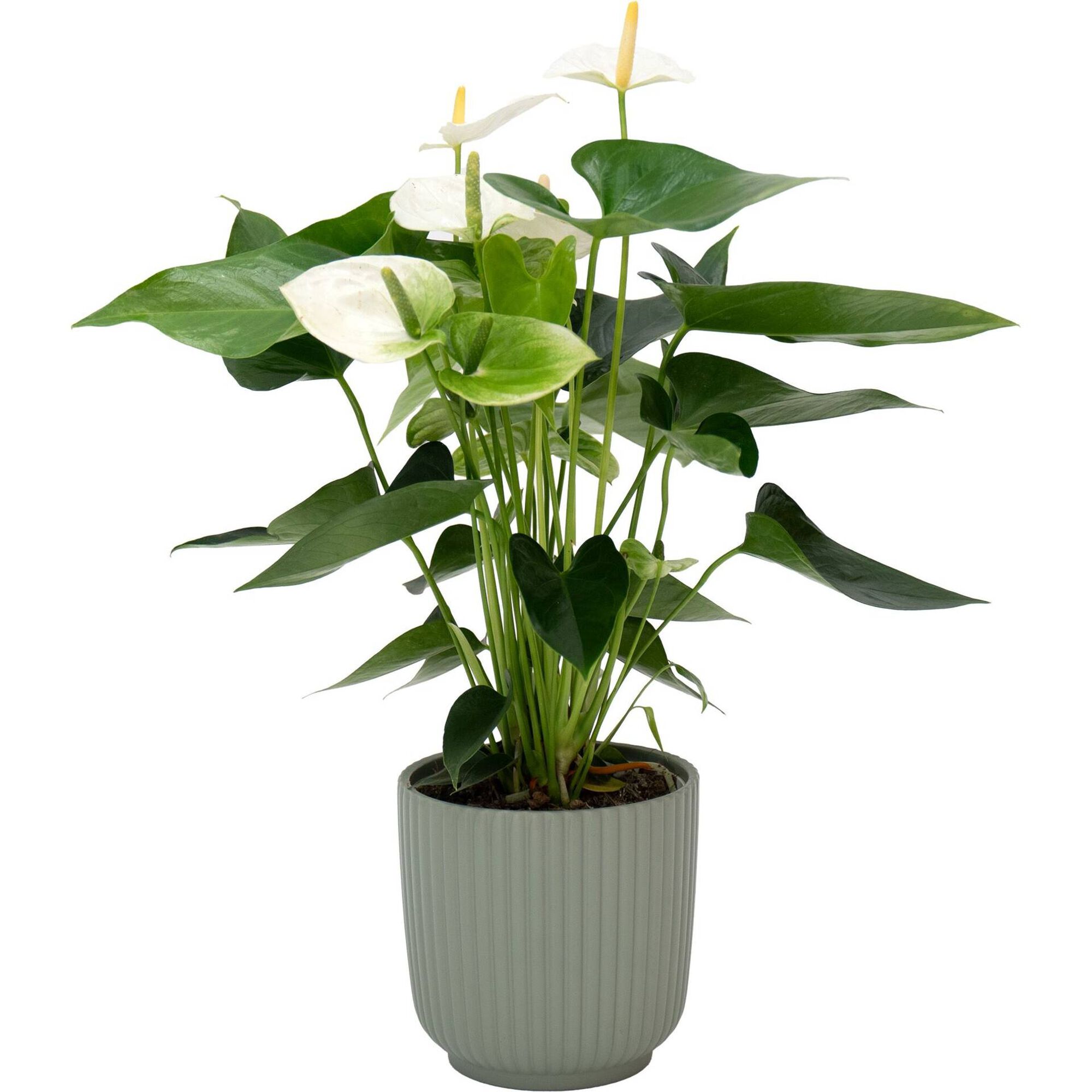 Planta Natural Ant&uacute;rio Branco 40-50cm V14 Vaso Luna 15cm Verde