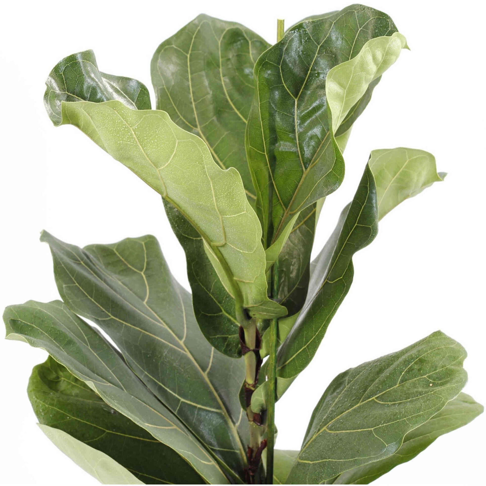 Planta Natural Ficus Lyrata 60-70cm V17