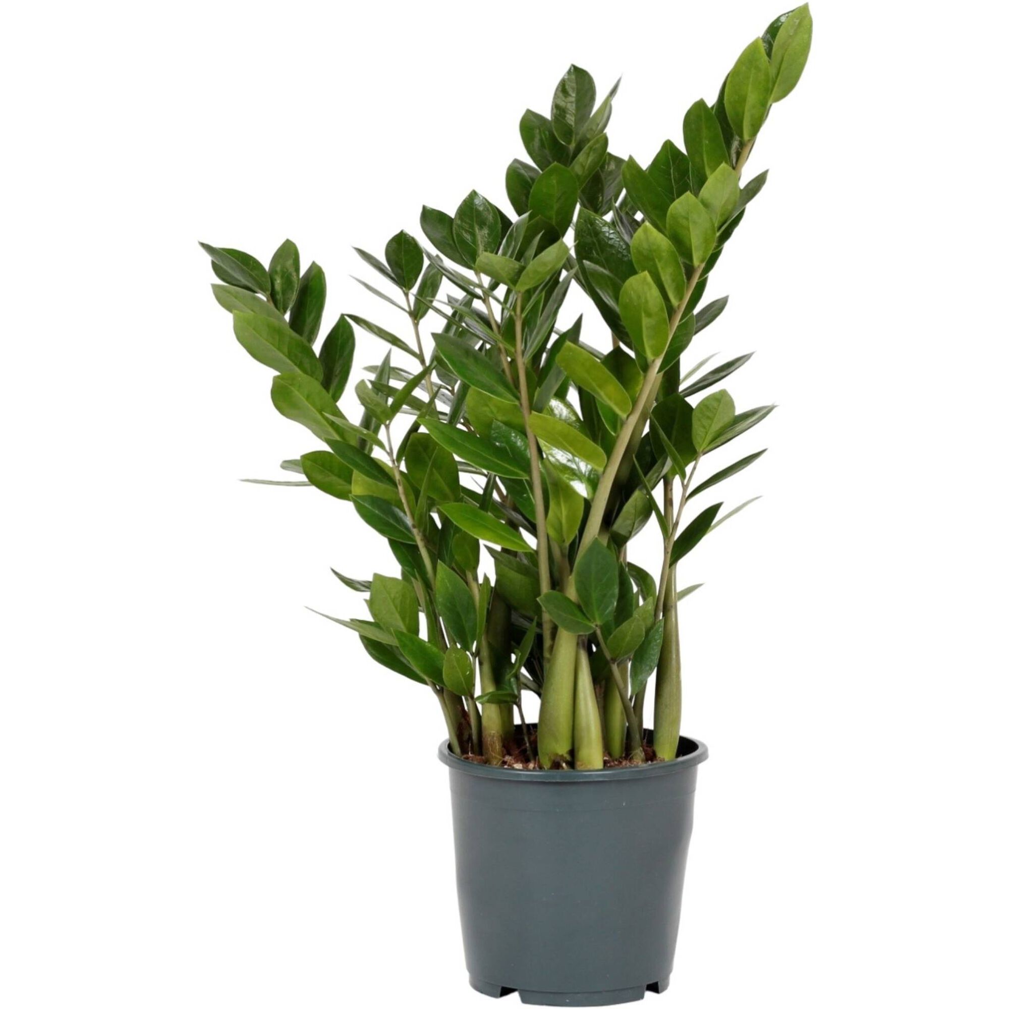 Planta Natural Zamioculcas Zamiifolia 60-70cm V17
