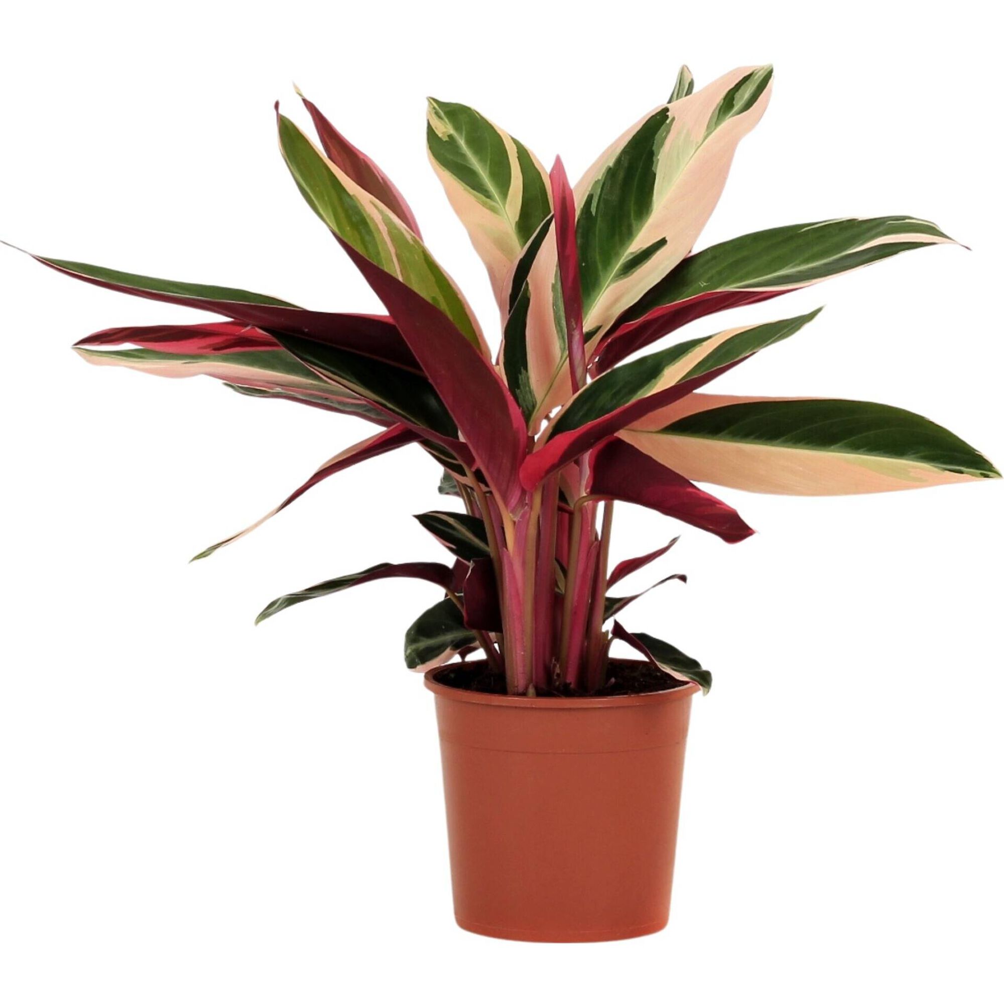 Planta Natural Calathea Triostar 30-40cm V14