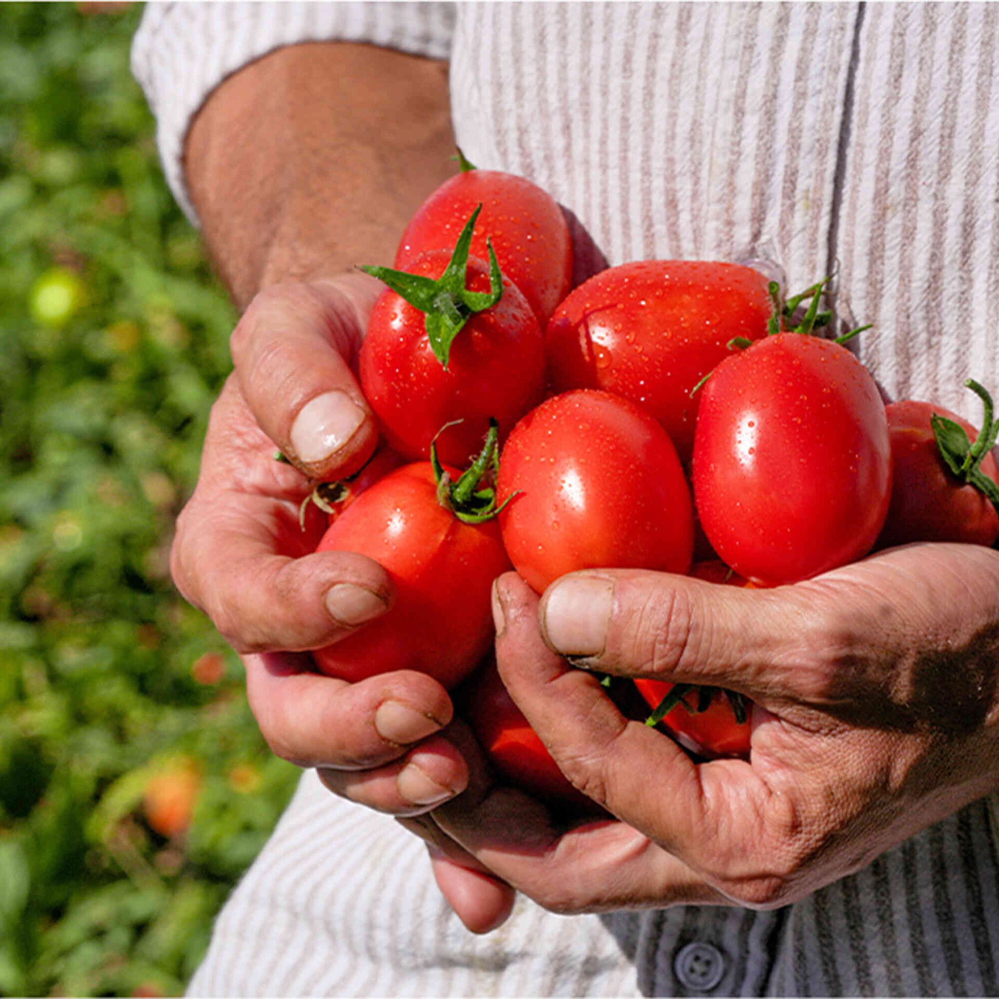 Polpa de Tomate Polpa de Tomate