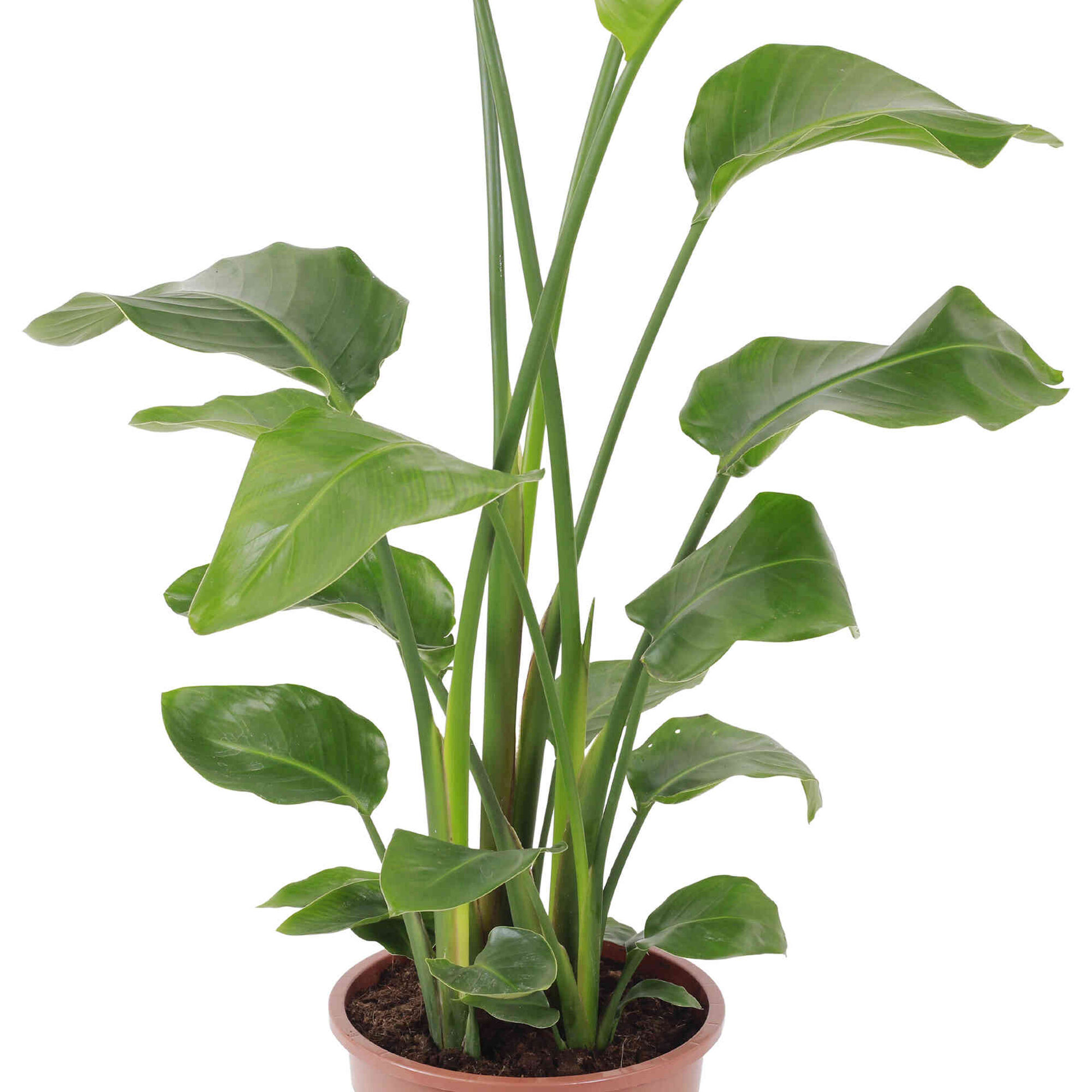 Planta Natural Strelitzia Nicolai 130-140cm V24 Planta Natural Strelitzia Nicolai 130-140cm V24
