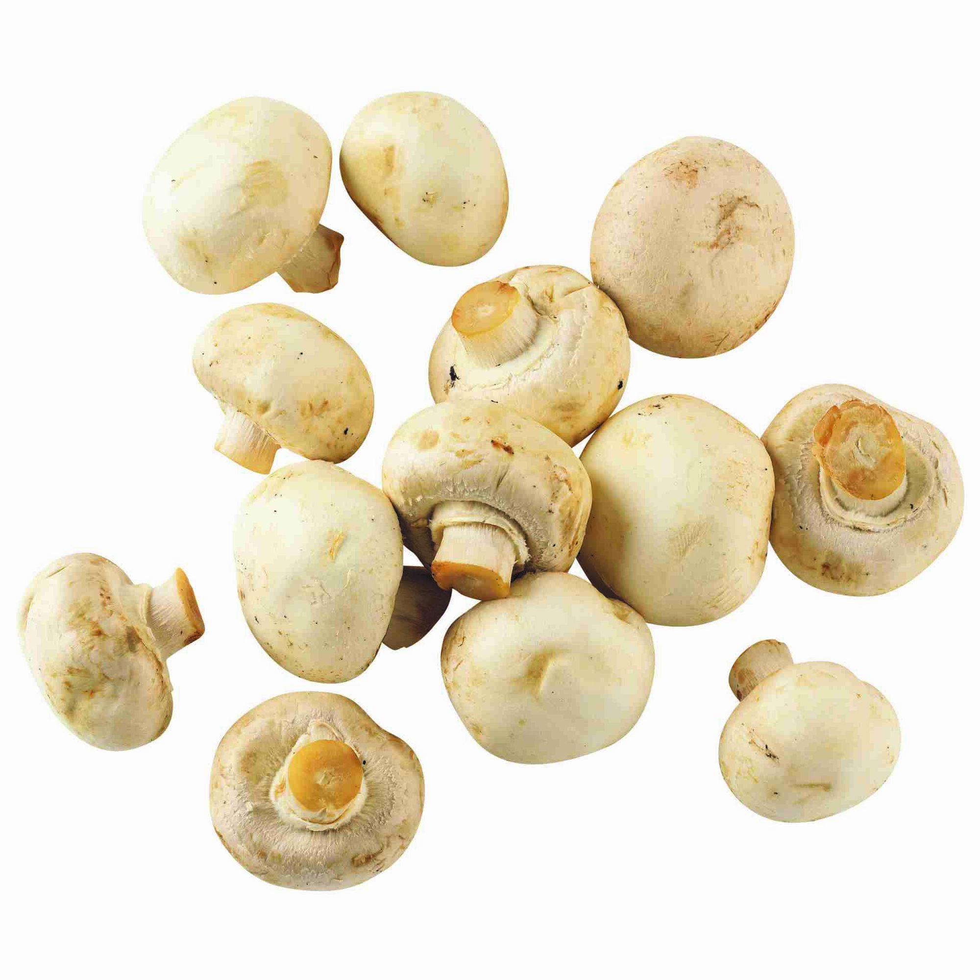 Cogumelo Branco Biológico Fresco