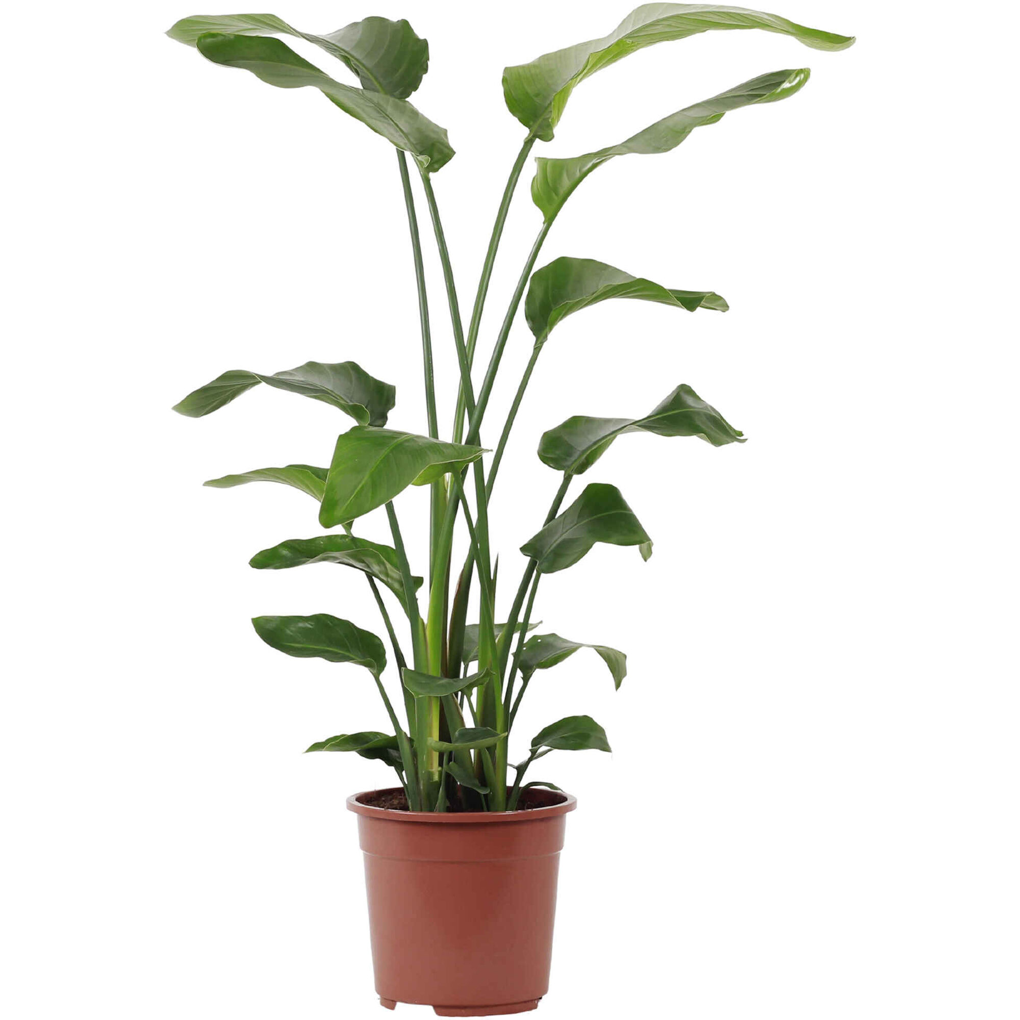 Planta Natural Strelitzia Nicolai 130-140cm V24 Planta Natural Strelitzia Nicolai 130-140cm V24